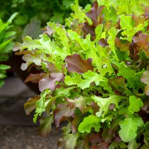 Marshalls Garden Salad Bowl Mix Lettuce Seeds - Fast-Growing Cut-and-Come-Again, 1500 Seeds