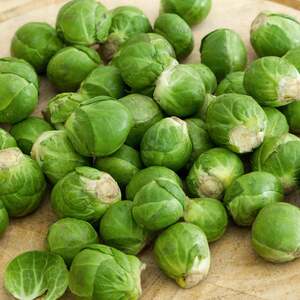 Marshalls Garden Trafalgar F1 Brussels Sprout Seeds, Pack of 40
