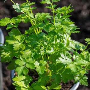 Marshalls Garden Italian Flat-Leaf Parsley Seeds - 700 Seeds