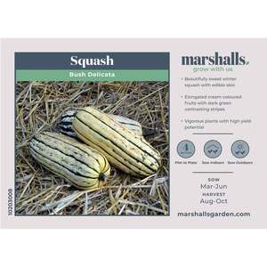 Marshalls Garden Bush Delicata Squash Seeds - Compact Patio Winter Squash