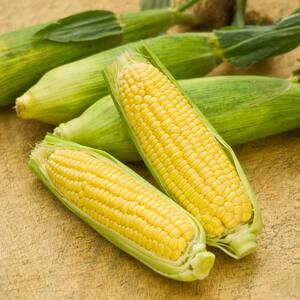 Marshalls Garden Mirai Picnic F1 Sweetcorn Seeds - Early Super-Sweet, 20 Seeds