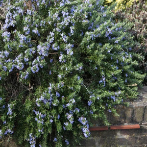 Set of 3 Rosemary Prostratus Group 9cm Pot Herb Garden Plant