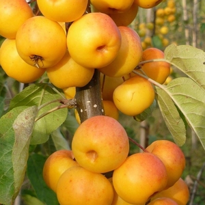 Plant Theory Malus Butterball Crab Apple Outdoor Fruit Tree 9L Pot 1.8m
