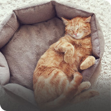 cat bed carriers