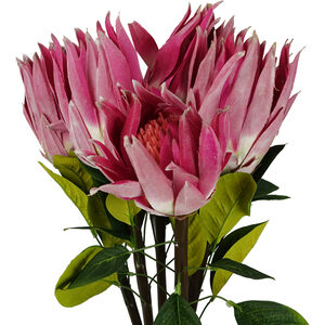 Pack of 6 x Protea Sugarbush Flower Stem