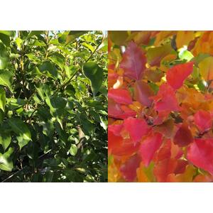 Pyrus Chanticleer Ornamental Pear Tree 5-6ft in a 7.5 Litre Pot