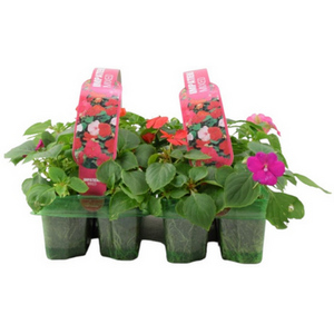 Impatiens Mixed 6 Pack x 2 - 12 Plants Colourful Shade-Loving Flowers