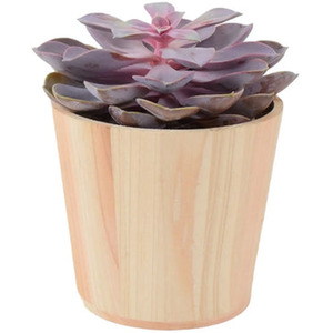 Echeveria Purple Pearl 12cm Pot - Vibrant Purple Succulent Plant