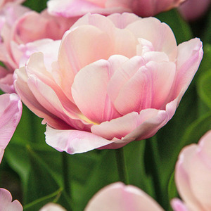 Pack of 15 Tulip Tabledance Bulbs