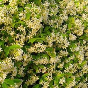 Trachelospermum Star of Tuscany