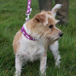 Purple Bone Lead