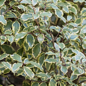 Pittosporum Variegatum Variegated Evergreen Shrub