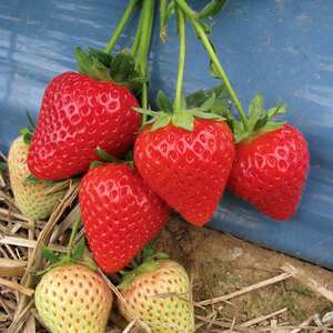 Flamenco Everbearing Strawberry Plants - 30 Bare-Root, Glossy Orange-Red Fruit, Main September Crop