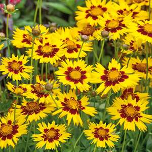 Marshalls Garden Coreopsis 'Sunkiss' - Bright Golden-Yellow Flowers, Compact Hardy Perennial