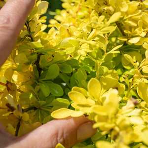 Marshalls Garden Berberis thunbergii 'Golden Horizon' yellow-green shrub 9cm