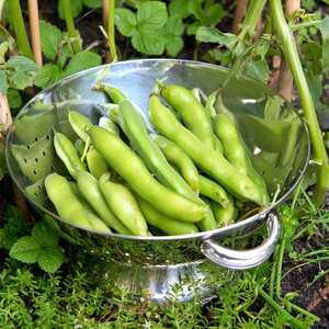 Marshalls Garden Broad Bean Seeds - Masterpiece Green Longpod