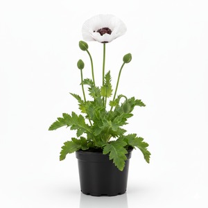 Papaver Oriental Royal Wedding Poppy - White Flowers - 1L Pot