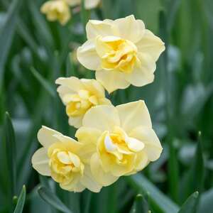 Daffodil Bulbs 'Yellow Cheerfulness'