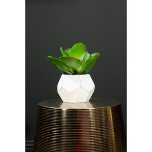 Fiori White Cement Pot Succulent