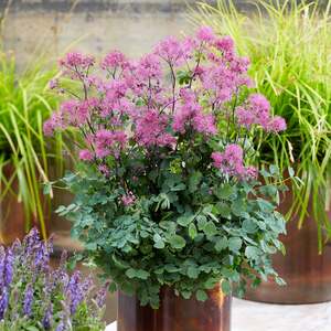 Thalictrum 'Little Pinkie'