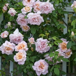 Michèle Meilland Hybrid Tea Rose Bush Sweet Scented Orange Shrub 4L Pot