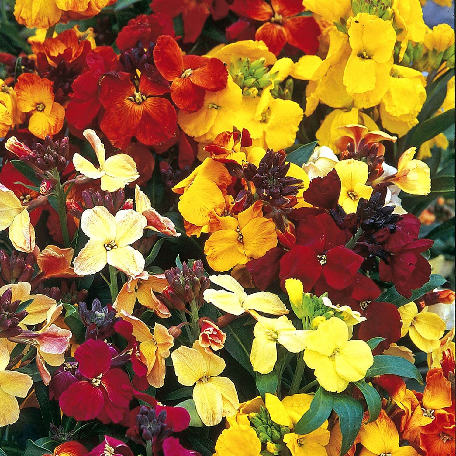 Unwins Wallflower Seeds Bedding Mix - Neutral