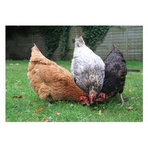 Kevin Milner Happy Chickens Countryside Greetings Card
