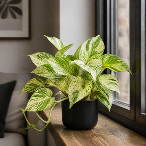 Plants By Post Epipremnum Marble Queen Pothos A
