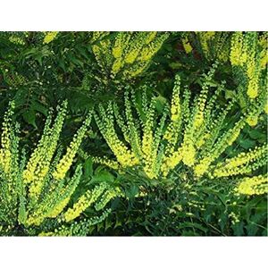 Mahonia Media Winter Sun 50-60cm 3L Pot