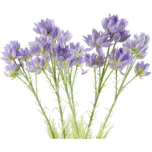 Pack of 6 x Purple Starflower Stem - 30 Flowers