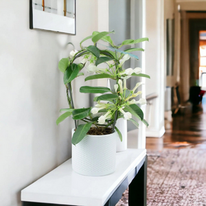 Stephanotis Jasmine Hoop - Fragrant Indoor Flowering Plant