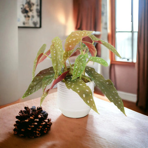 Begonia Maculata Polka Dot Begonia - Easy Indoor Plant in 12cm Pot