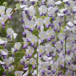 Wisteria Multijuga Japanese Wisteria White Flowering Vine Plant