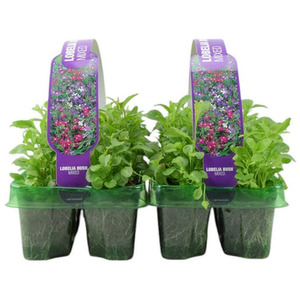 Lobelia Bush Mixed 6 Pack x 2 - 12 Plants Vibrant Colour Ready to Plant