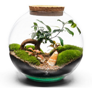 DIY Globe Terrarium Kit with Ficus Bonsai Fittonia and Moss in Glass Jar