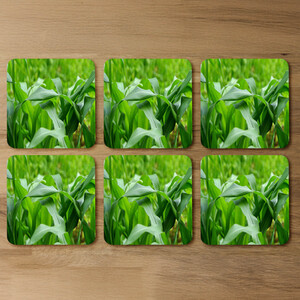 Green Leaves corn fields as background Designer Coaster Set