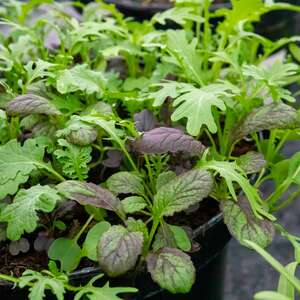Marshalls Garden Mixed Leaf Mustard Seeds - Red Giant, Red and Green Frills and Pizzo, 500 seeds