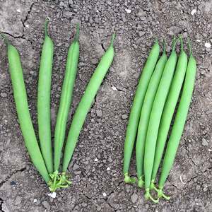 Marshalls Garden Martini Dwarf French Bean Seeds - 75 Seeds, Stringless, Ideal for Pots and Patios