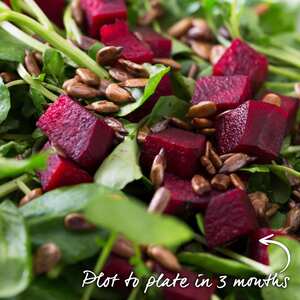 Marshalls Garden Beetroot 'Boston' Seeds - Early bolt-resistant variety, 200 seeds