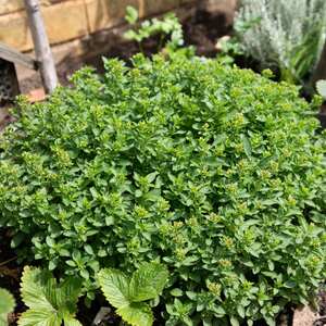 Marjoram 'Origanum Majorana'