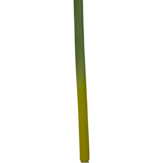 Fiori Burgundy Amarylilis Flower Stem