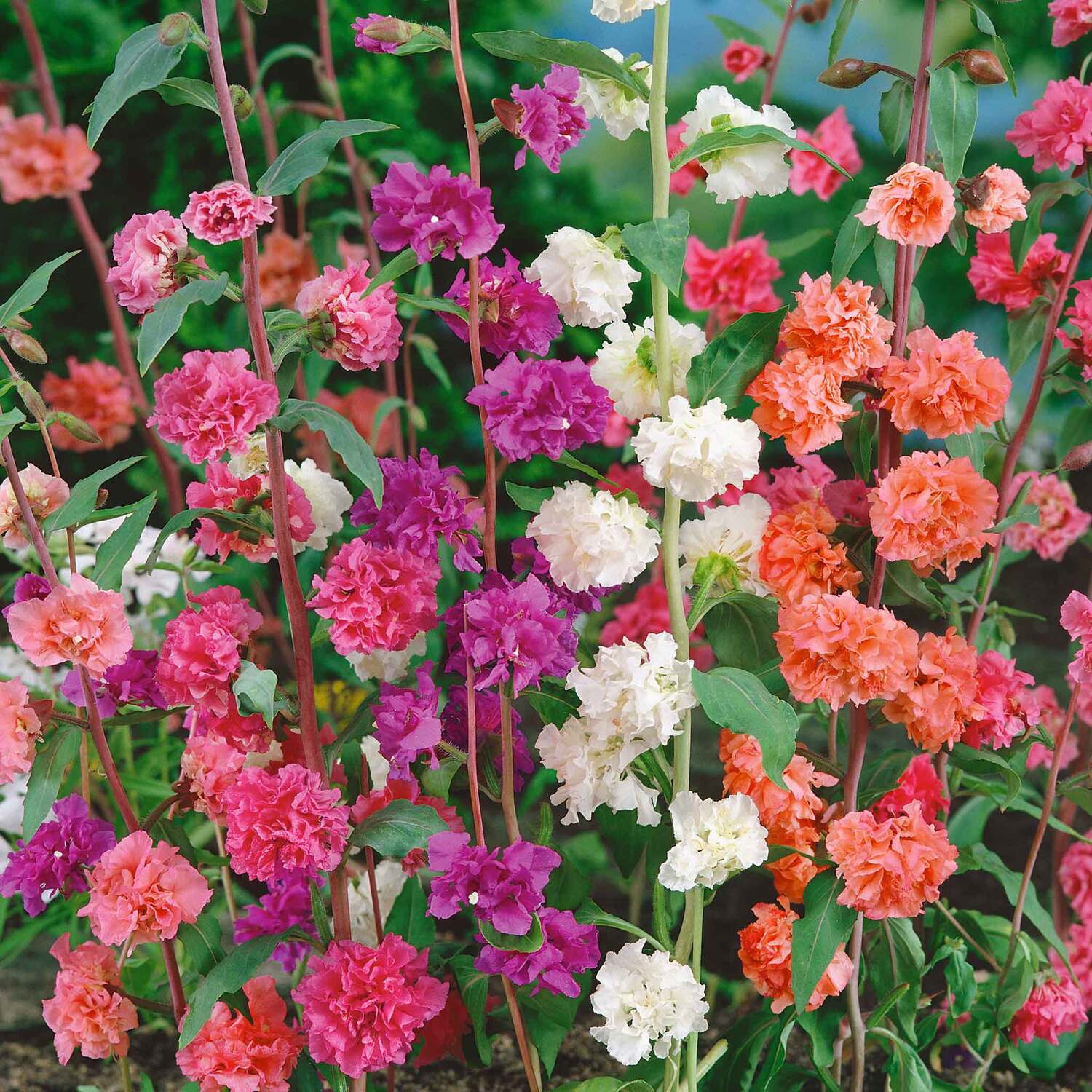 Unwins Clarkia Seeds Double Mix - Neutral