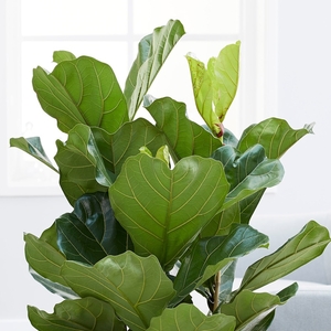 Plant Theory Ficus Lyrata 19cm Pot