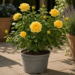 Plants By Post 3L Golden Wedding Yellow Rose Bush C