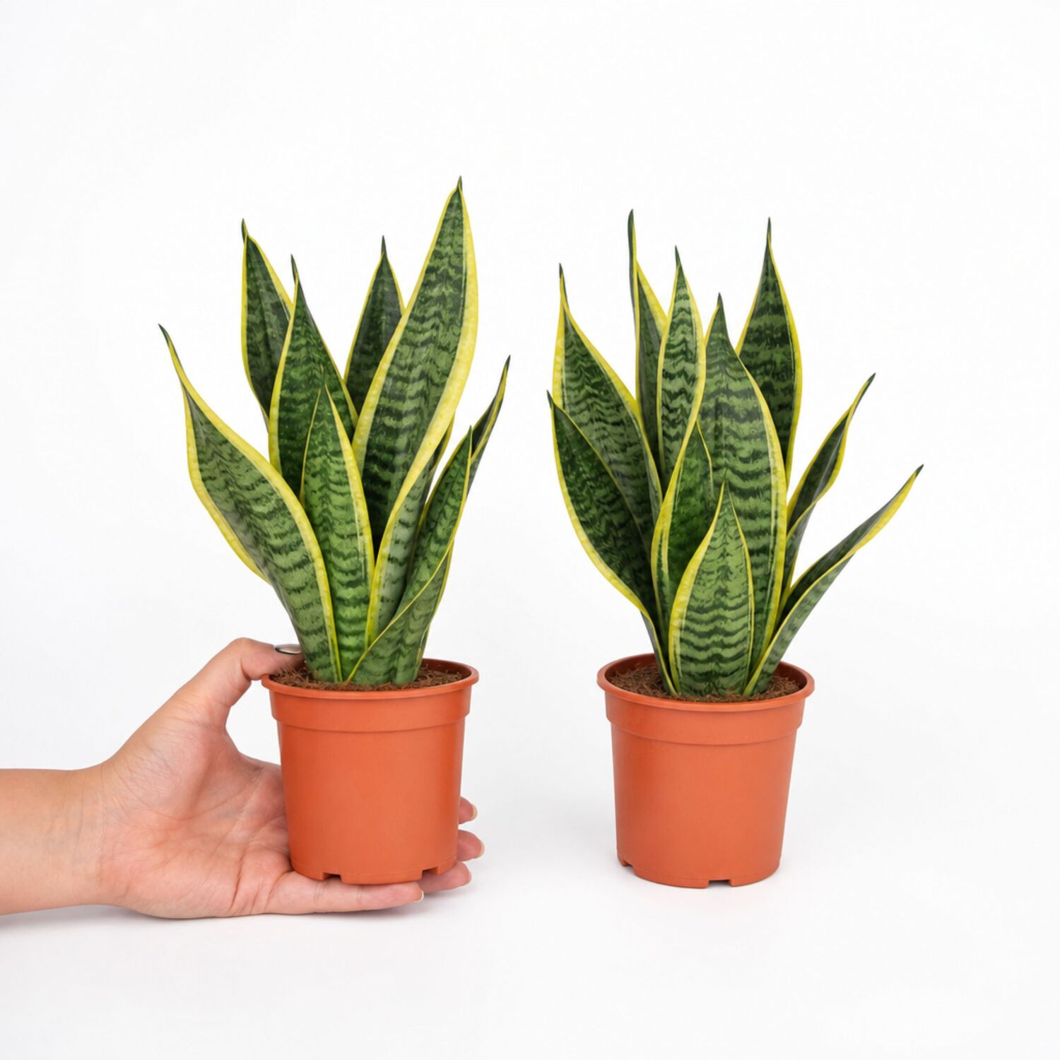 Plants By Post Sansevieria Superba Snake Plant C - Plant