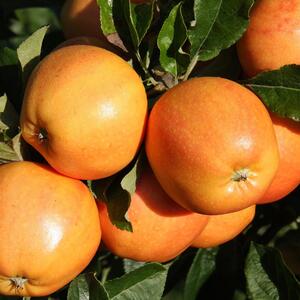 Plant Theory Apple Surprize Apple 12 Litre Pot Mm106 Root Stock 1.5m Fruit Tree