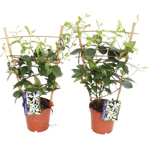 Senetti Plant