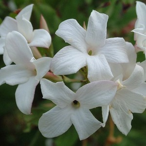 Jasminum Officinale Affine White Flowering Vine Climbing Plant