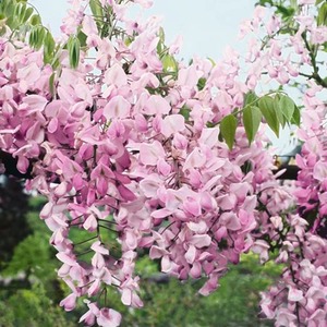 Wisteria Showa-beni Silky Wisteria Pink Flowering Vine Plant