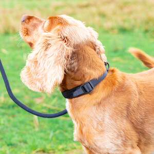 Ultra Soft Durable Collar